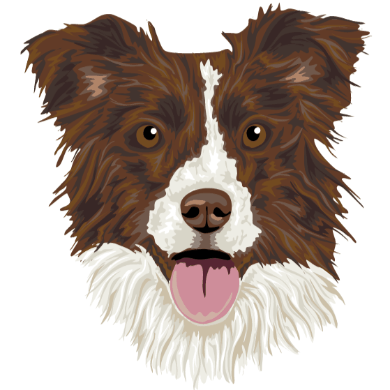 Border Collie Café Borda2.co