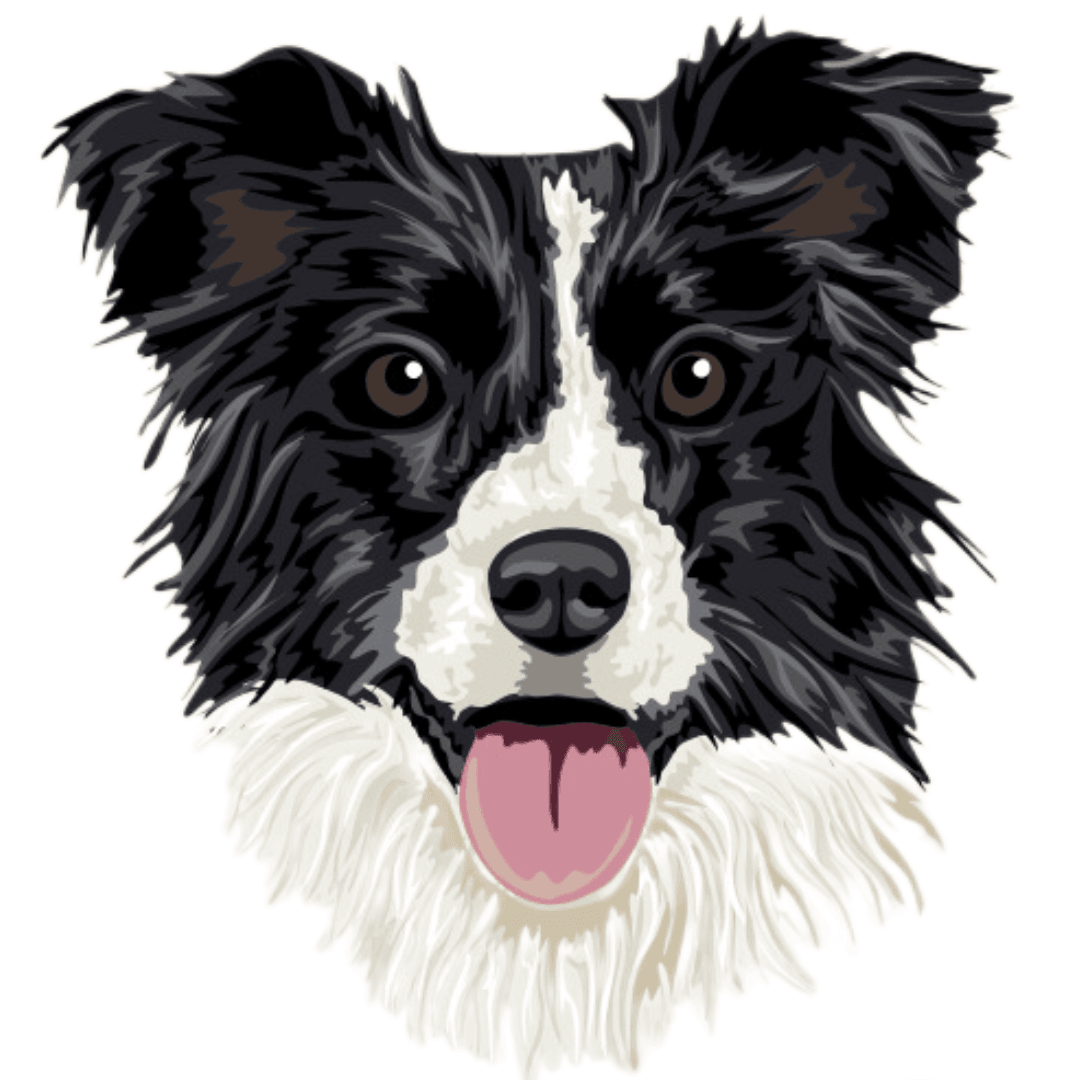 Border Collie Negro - Borda2.co