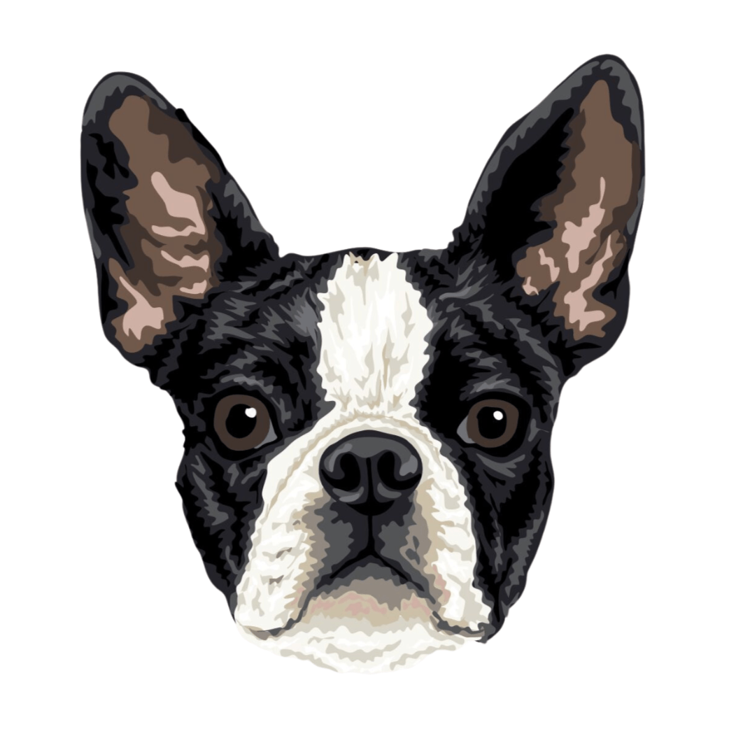 Boston Terrier
