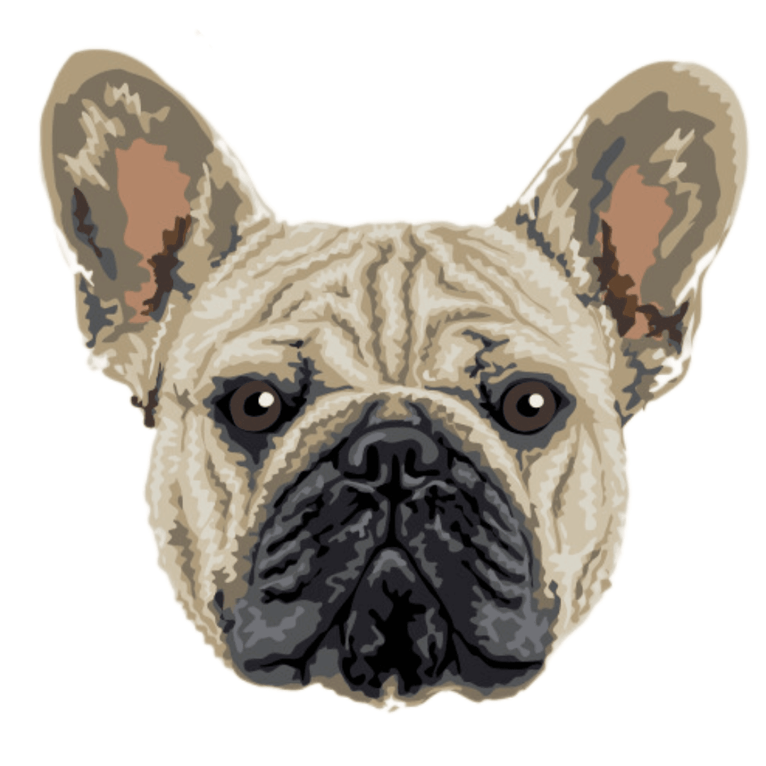 Frenchie combinado - Borda2.co