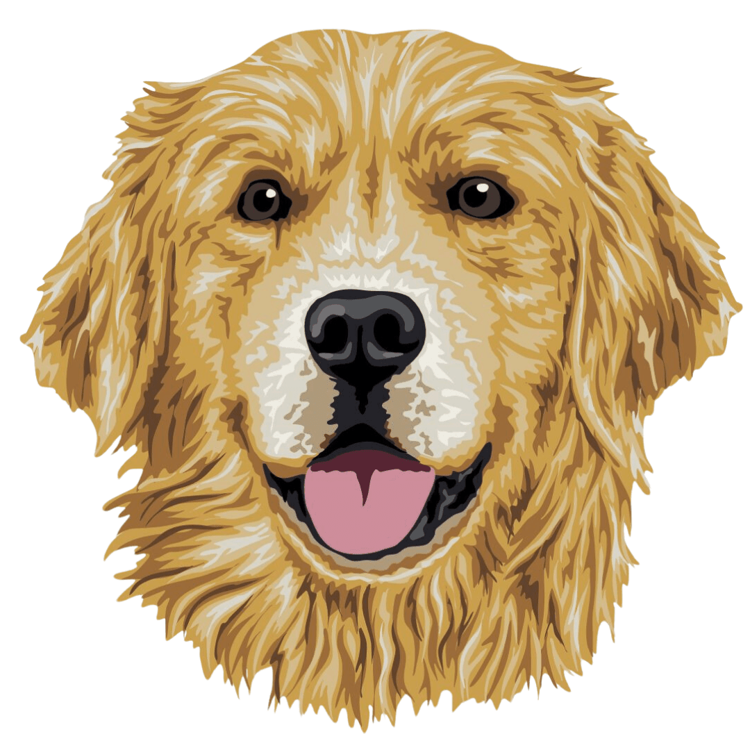 Golden Retriever Borda2.co