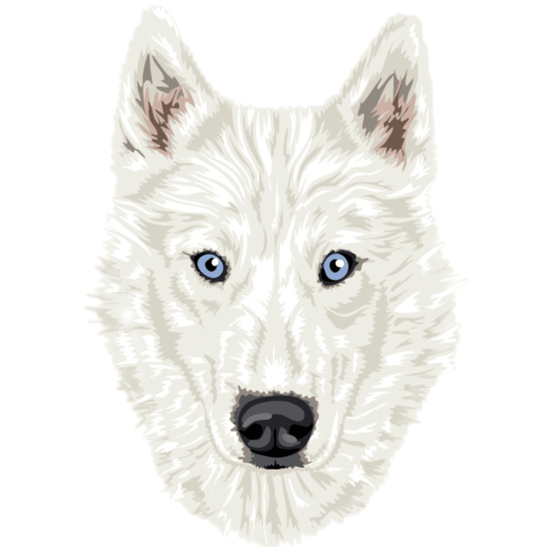 Husky blanco Borda2.co
