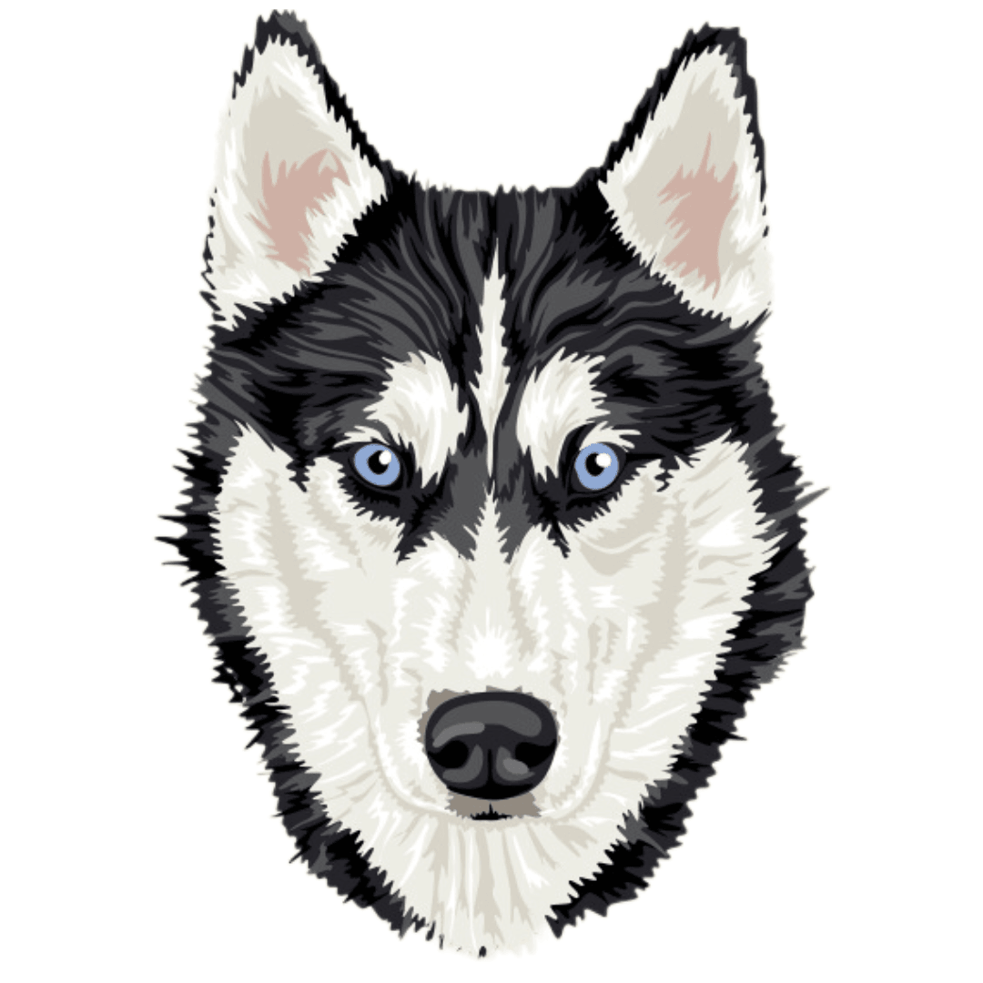 Husky Negro - Borda2.co