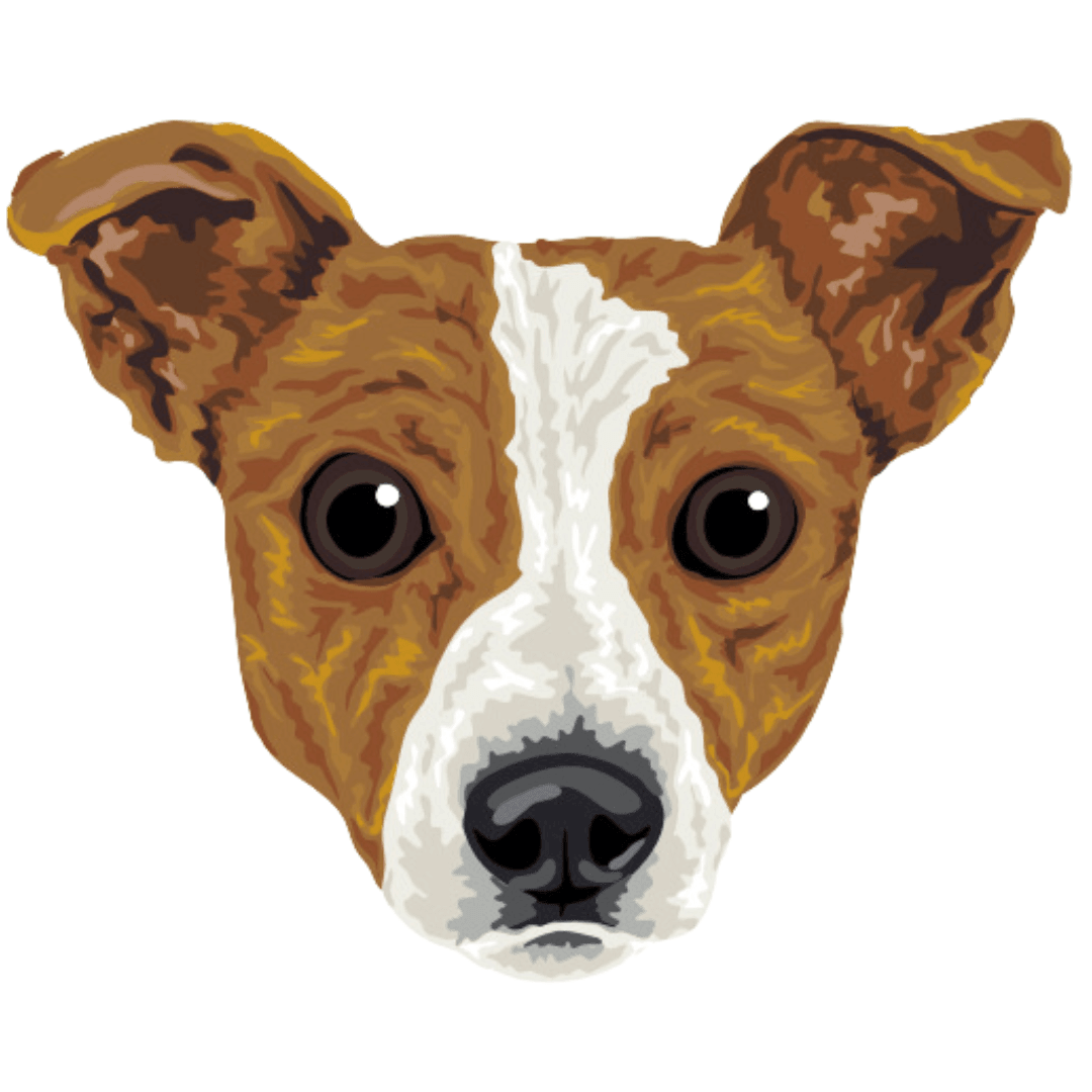 Jack Russell Terrier Borda2.co