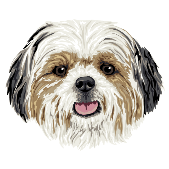 Shih-tzu Borda2.co