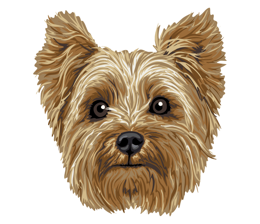 Yorkie Borda2.co